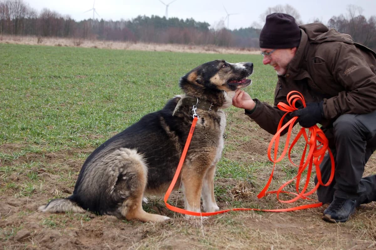 Zaklina,  Mixed Breed for adoption at Fundacja Wzajemnie Pomocni