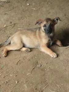 Zami,  Mixed Breed for adoption at Fundacja Wzajemnie Pomocni