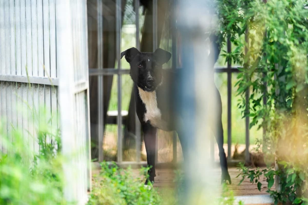 Zyta, Mixed Breed (Fundacja Wzajemnie Pomocni)