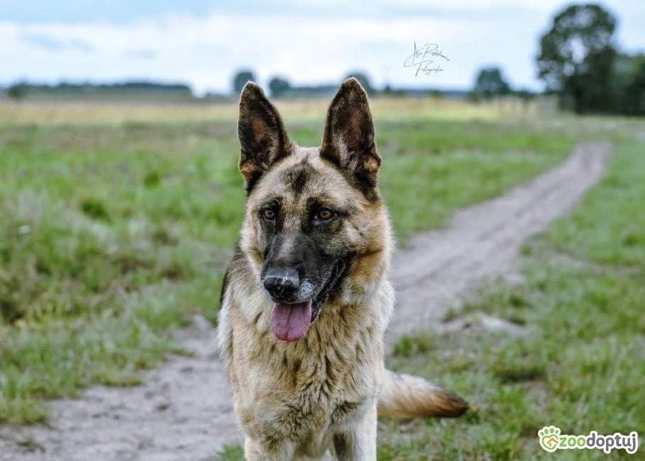 Helena, female German Shepherd for adoption at Warsaw