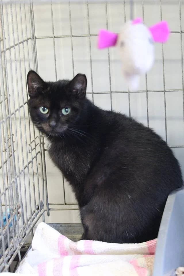 MAMBA, female mixed breed for adoption at Warsaw