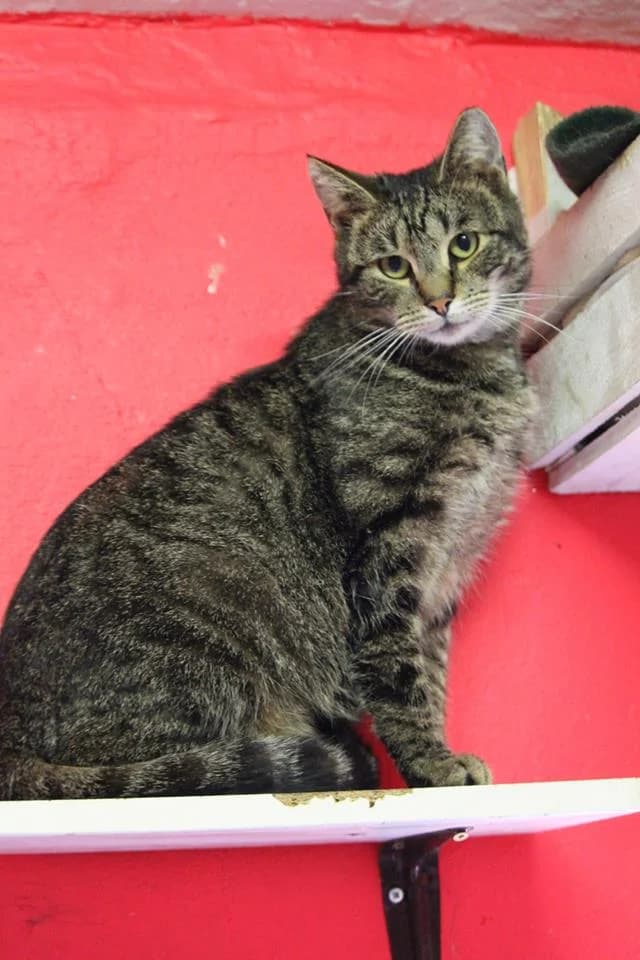 KREDKA, female mixed breed for adoption at Warsaw