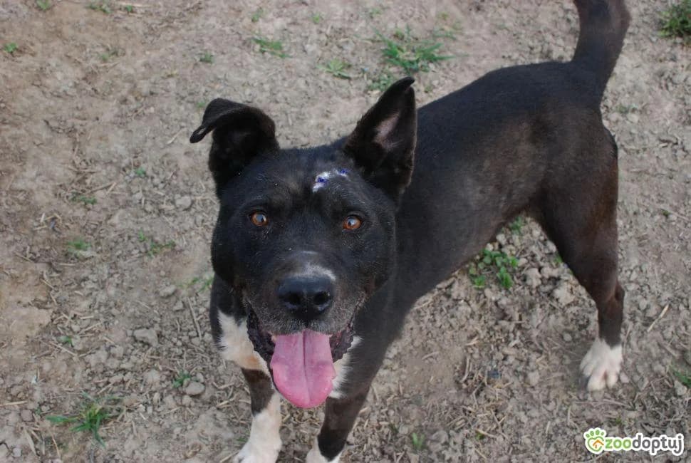 Pomysłowy, male Pit Bull Terrier for adoption at Warsaw