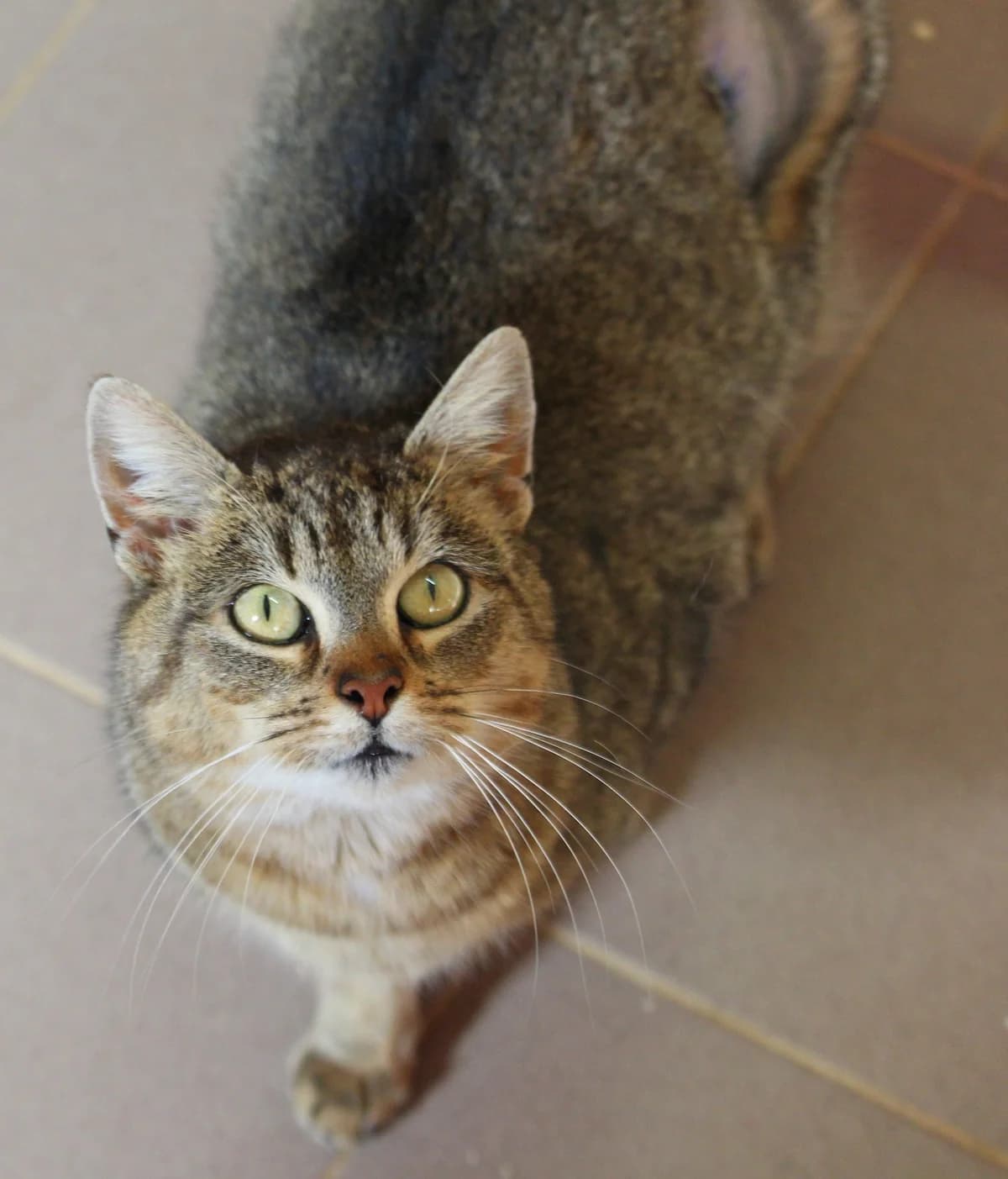 AMANDA, female mixed breed for adoption at Warsaw