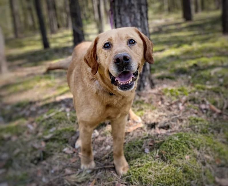 Lobo, male Labrador Retriever for adoption at Warsaw