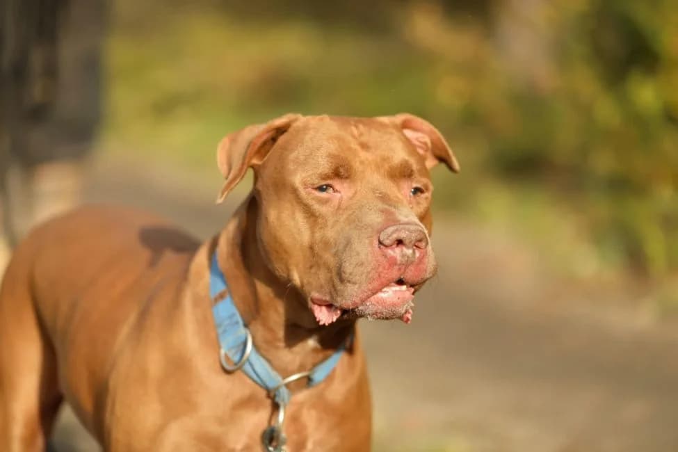 HADES, male Pit Bull Terrier for adoption at Warsaw