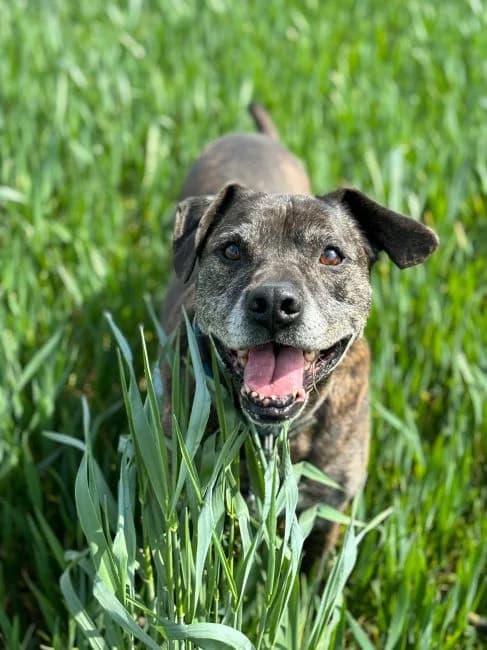 DIEGO, male American Staffordshire Terrier for adoption at Warsaw