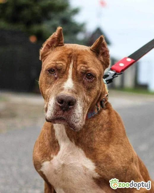 BARY, male Pit Bull Terrier for adoption at Warsaw