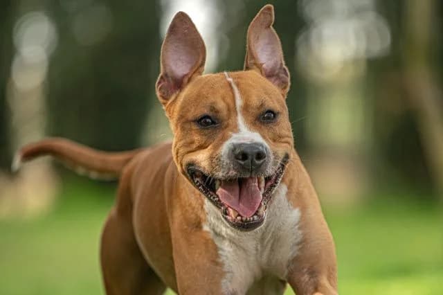 Markus, male American Staffordshire Terrier for adoption at Warsaw