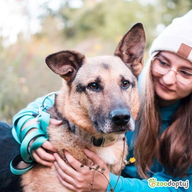 Potter, male German Shepherd for adoption at Warsaw