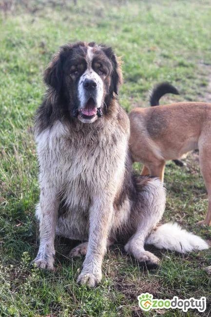 Beti, female Saint Bernard for adoption at Warsaw