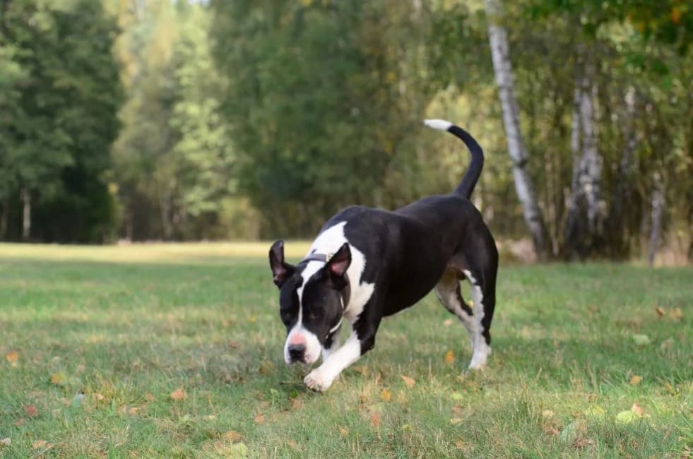 Dylan, male American Staffordshire Terrier for adoption at Warsaw