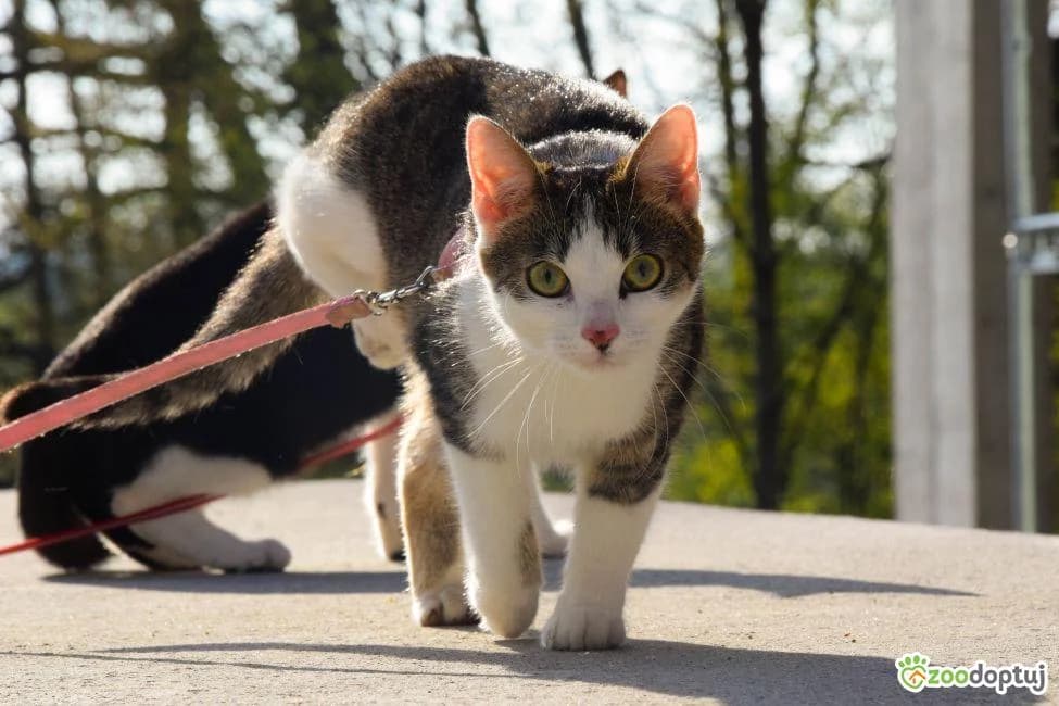 Złotówka, female mixed breed for adoption at Warsaw