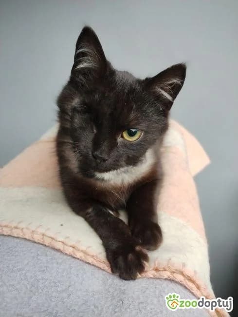 Harry, male mixed breed for adoption at Warsaw