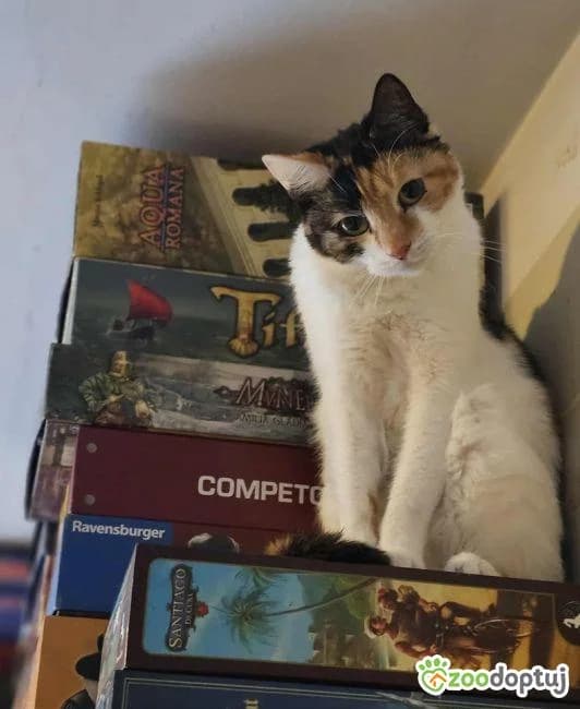 Emti, female mixed breed for adoption at Warsaw