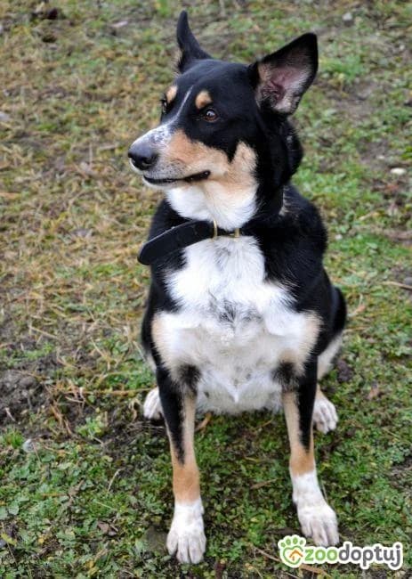 Moli, female Border Collie for adoption at Warsaw