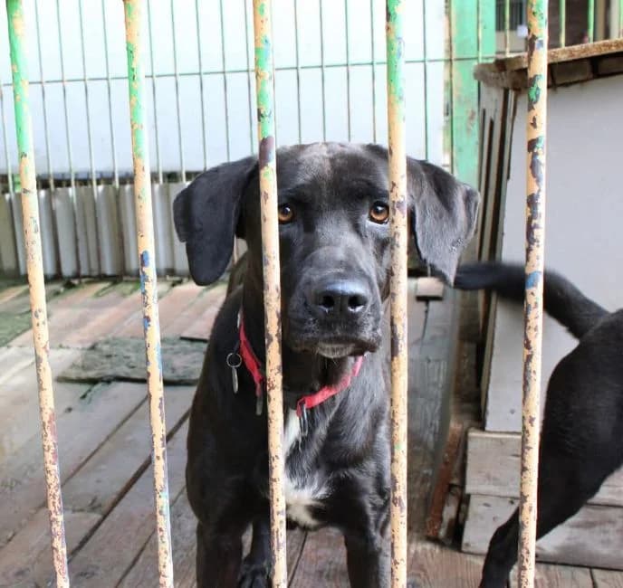 Cooper, male Cane Corso for adoption at Warsaw