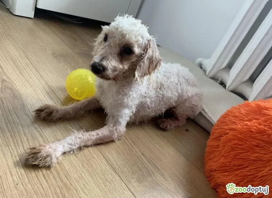 Chmurek, male Poodle for adoption at Zoodoptuj.pl, Warsaw