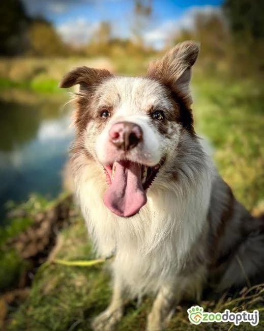 Vito, male Border Collie for adoption at Warsaw