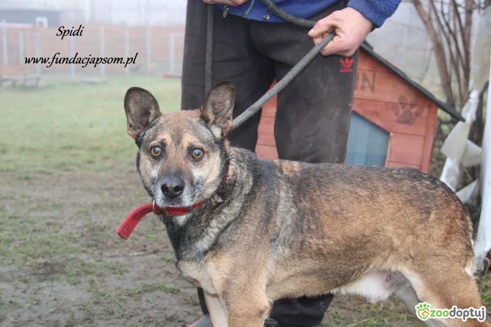Spidi, male mixed breed for adoption at Warsaw