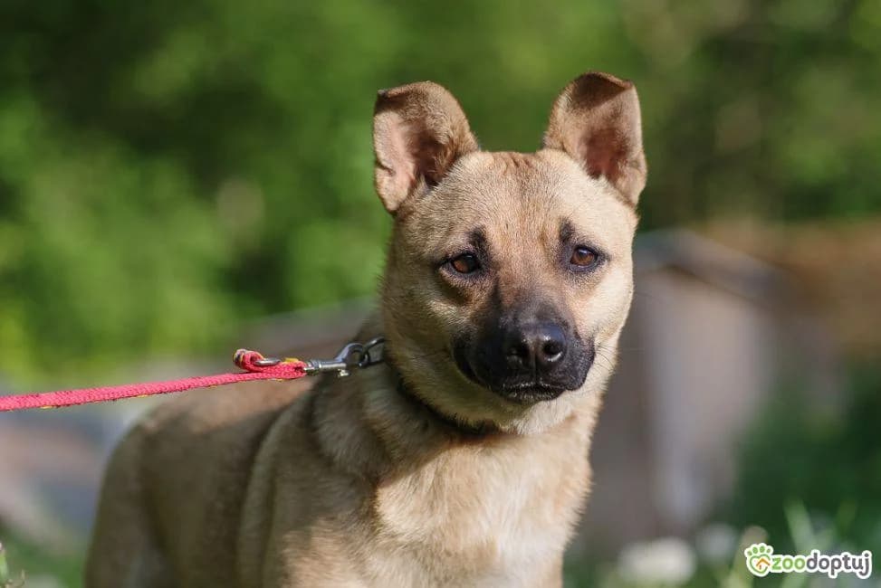 Stasia, male mixed breed for adoption at Warsaw