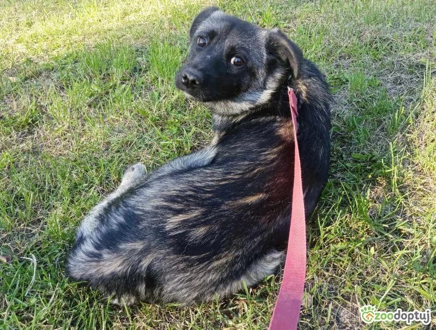Gizmo, male mixed breed for adoption at Warsaw