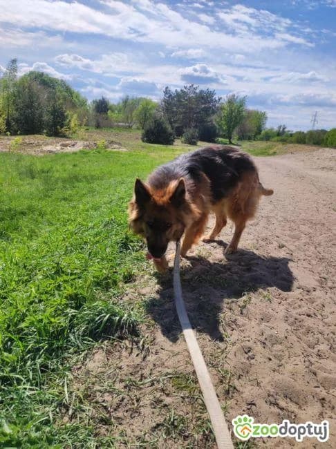 Elza, female German Shepherd for adoption at Warsaw