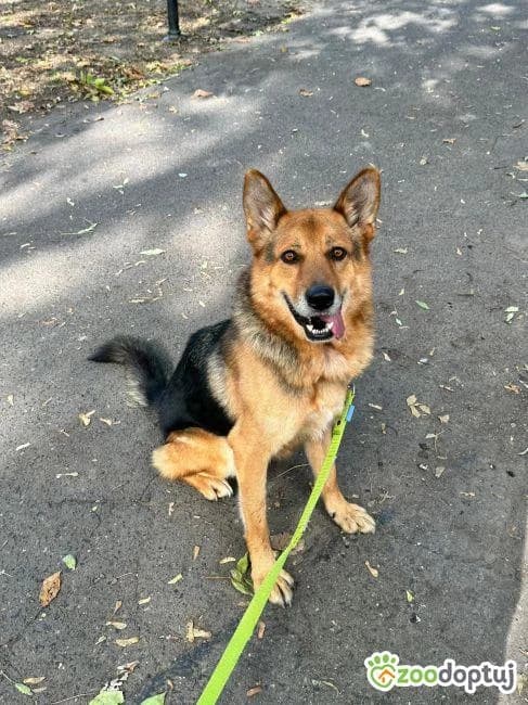 Hyzio, male German Shepherd for adoption at Warsaw