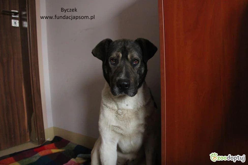 Byczek, male mixed breed for adoption at Warsaw