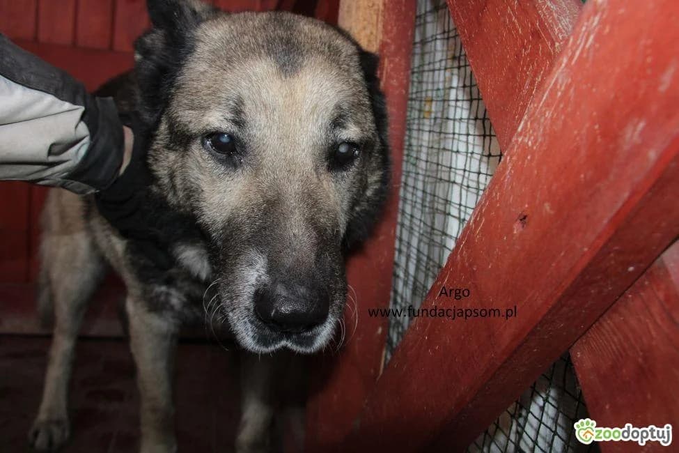 Argo, male mixed breed for adoption at Warsaw