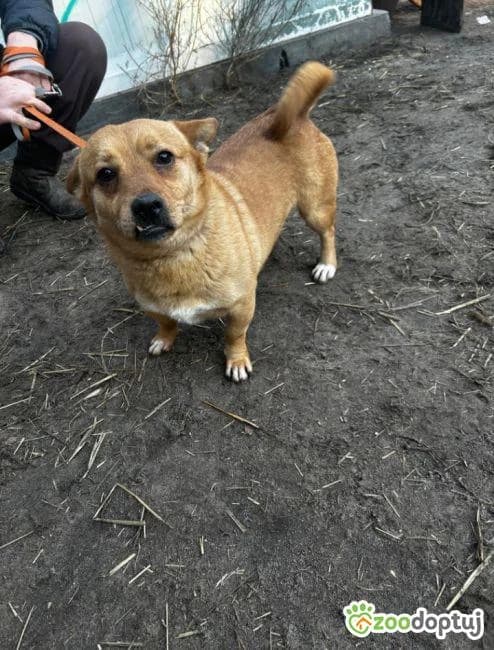 Kajtek, male mixed breed for adoption at Warsaw