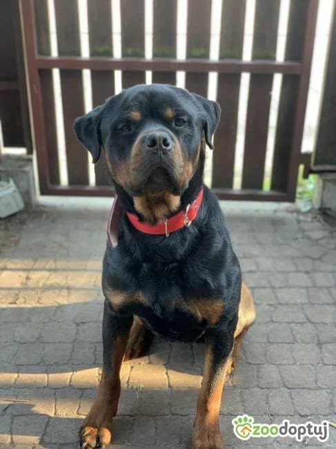 Jimmy, male Rottweiler for adoption at Warsaw