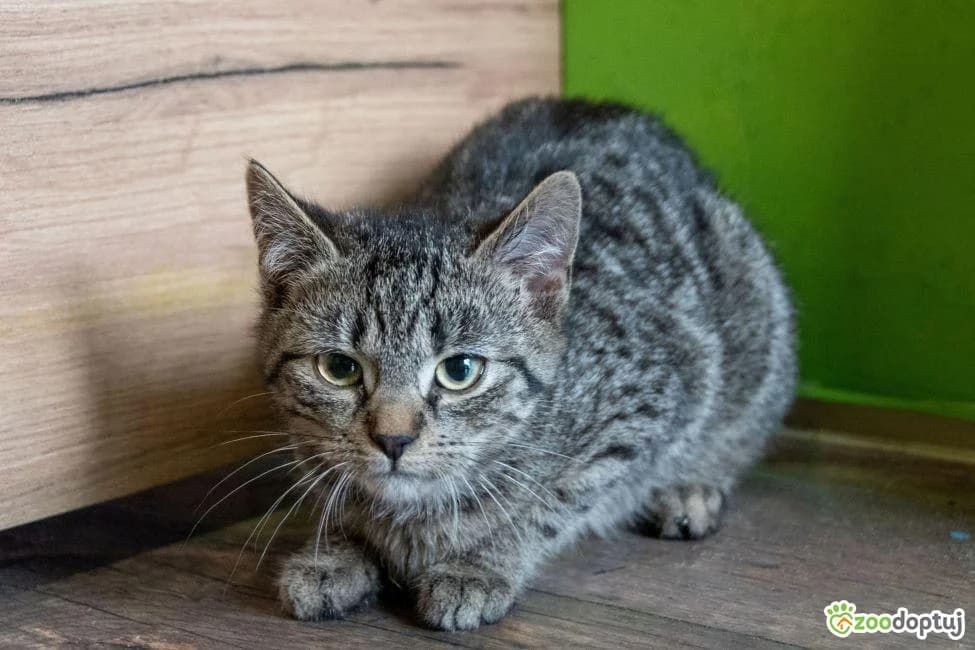 Merida, female mixed breed for adoption at Warsaw