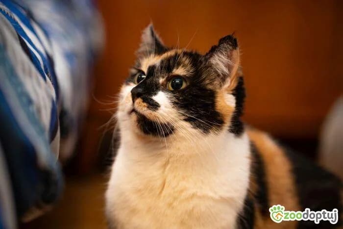 Halyna, female mixed breed for adoption at Warsaw