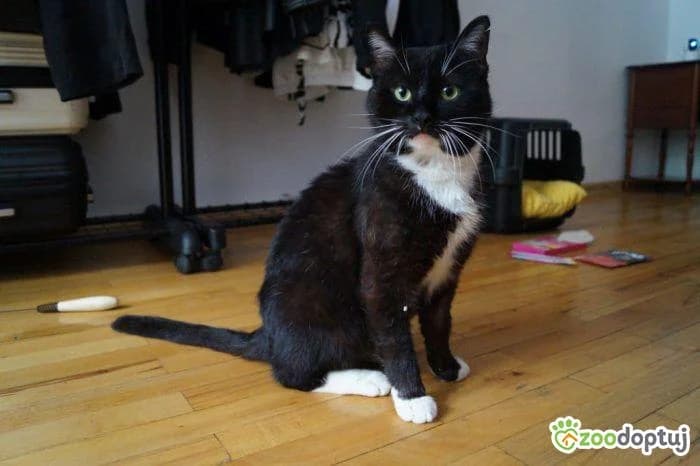 Skoczek, male mixed breed for adoption at Warsaw