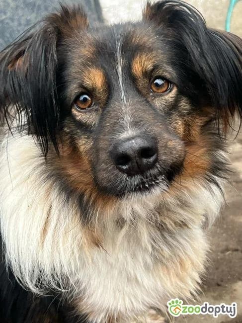 Człapek, male Border Collie for adoption at Warsaw
