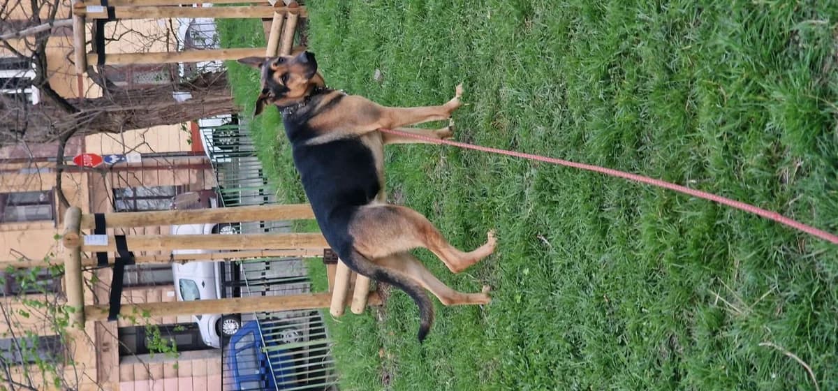 Aron, male German Shepherd for adoption at Warsaw