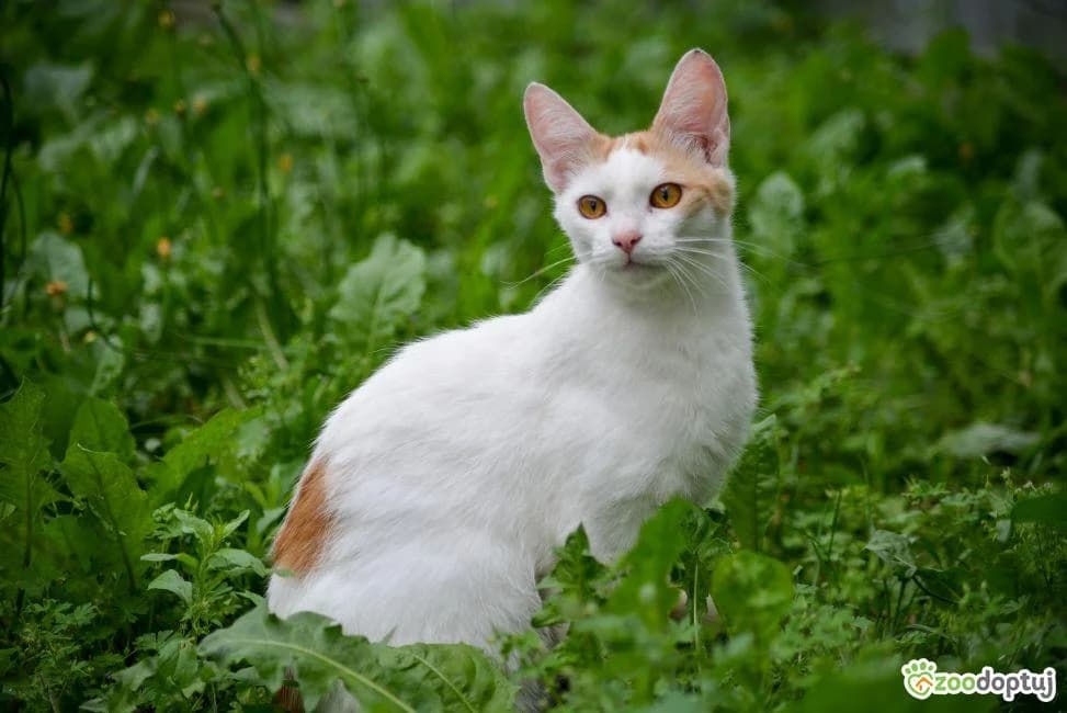 Korek, male mixed breed for adoption at Warsaw