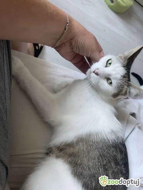 Liza, female mixed breed for adoption at Warsaw