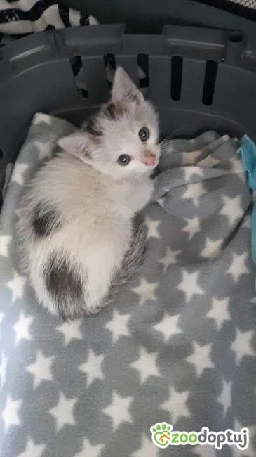 Chmurka, female mixed breed for adoption at Warsaw