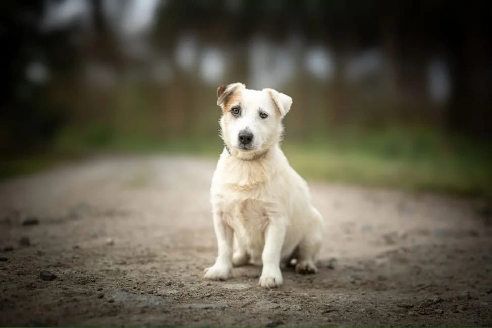 Parrot, male Jack Russell Terrier for adoption at Warsaw