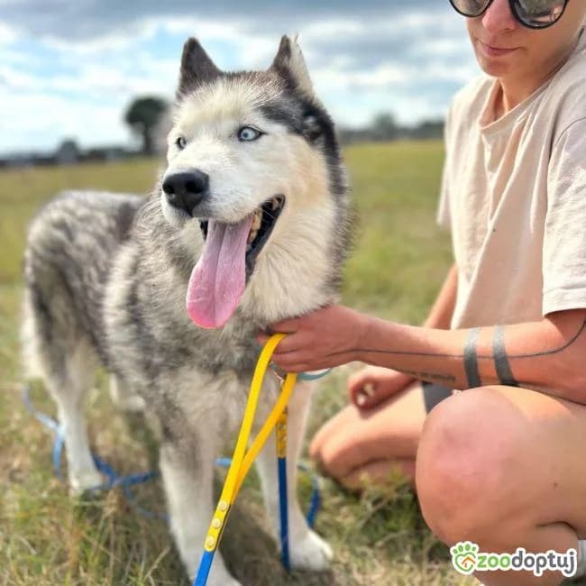 Kimchi, male Alaskan Malamute for adoption at Zoodoptuj.pl, Warsaw