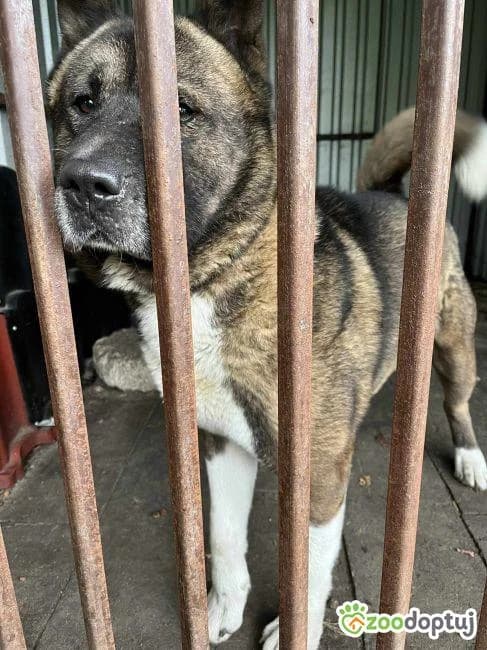 Uzi, male Akita for adoption at Warsaw