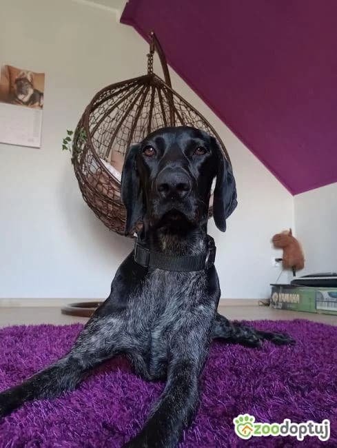 Heidi, female German Shorthaired Pointer for adoption at Warsaw