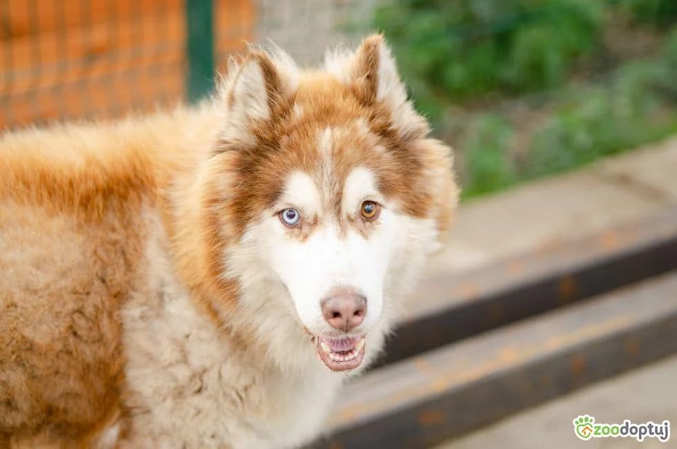 Drako, male Alaskan Malamute for adoption at Zoodoptuj.pl, Warsaw