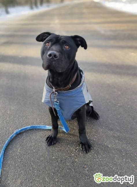 Puma, male mixed breed for adoption at Warsaw