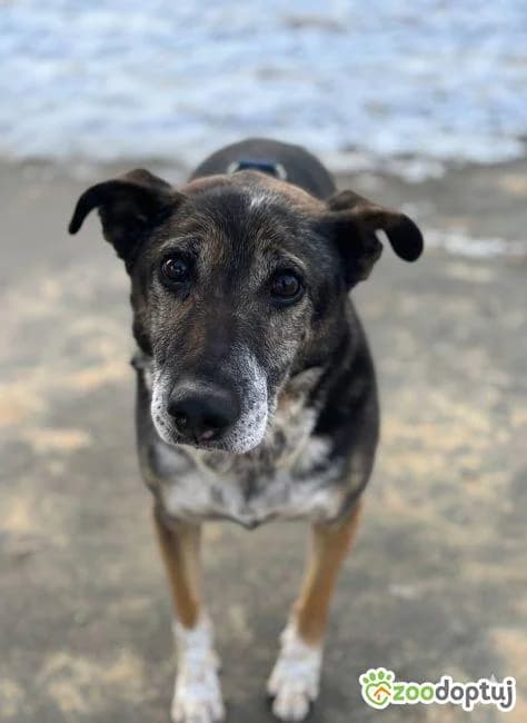 Kora, female mixed breed for adoption at Warsaw