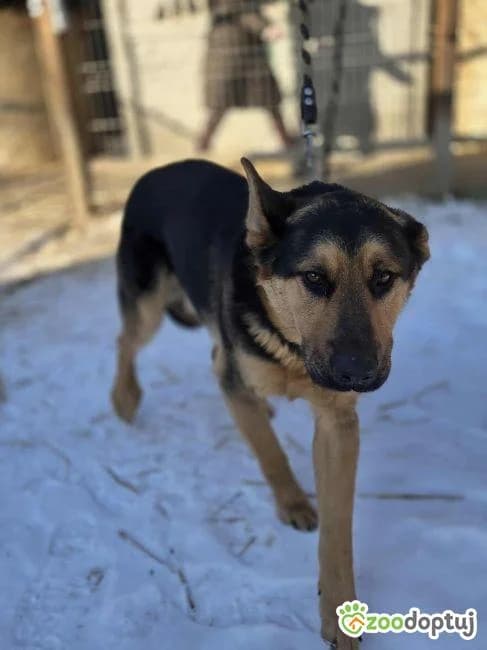 Owczarek Mix Kakao, male mixed breed for adoption at Warsaw