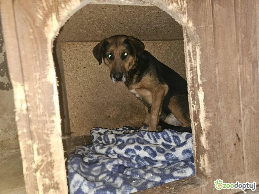 Aqua, female German Shepherd for adoption at Warsaw