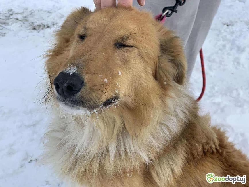 LUZAK, male Collie for adoption at Warsaw